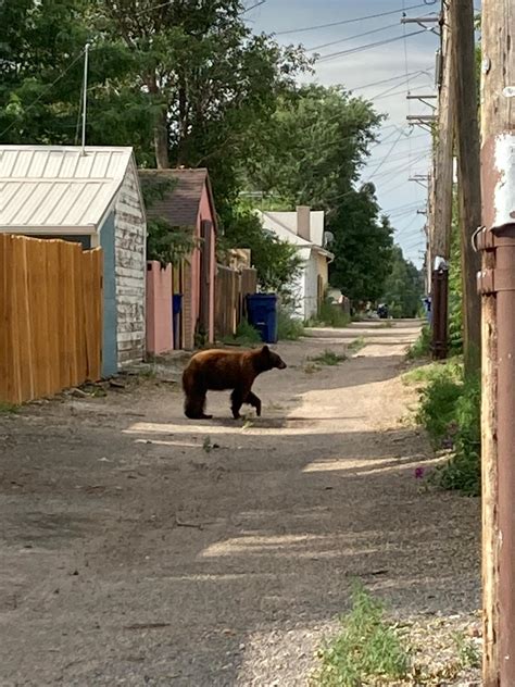 Bear goes for a stroll in Pueblo